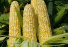 Huge potential for Maize as raw material in production of ethanol.