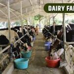 Dairy Sector