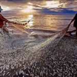Fisheries,